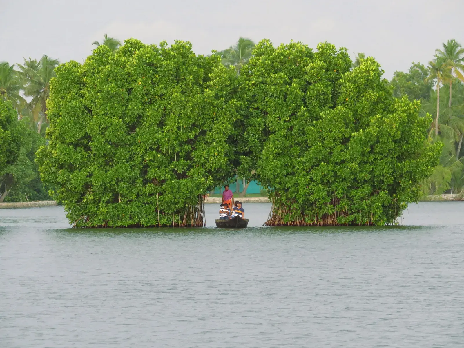 Canoes gliding between mangroves on the backwaters of Munroe Island